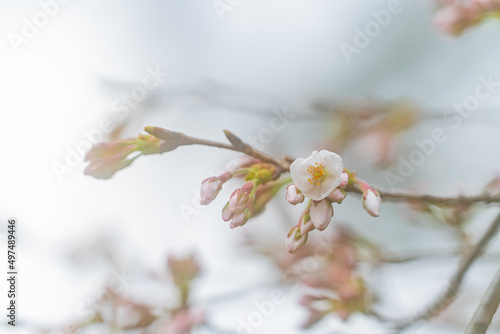 桜、初春  © TAKU KASUYA