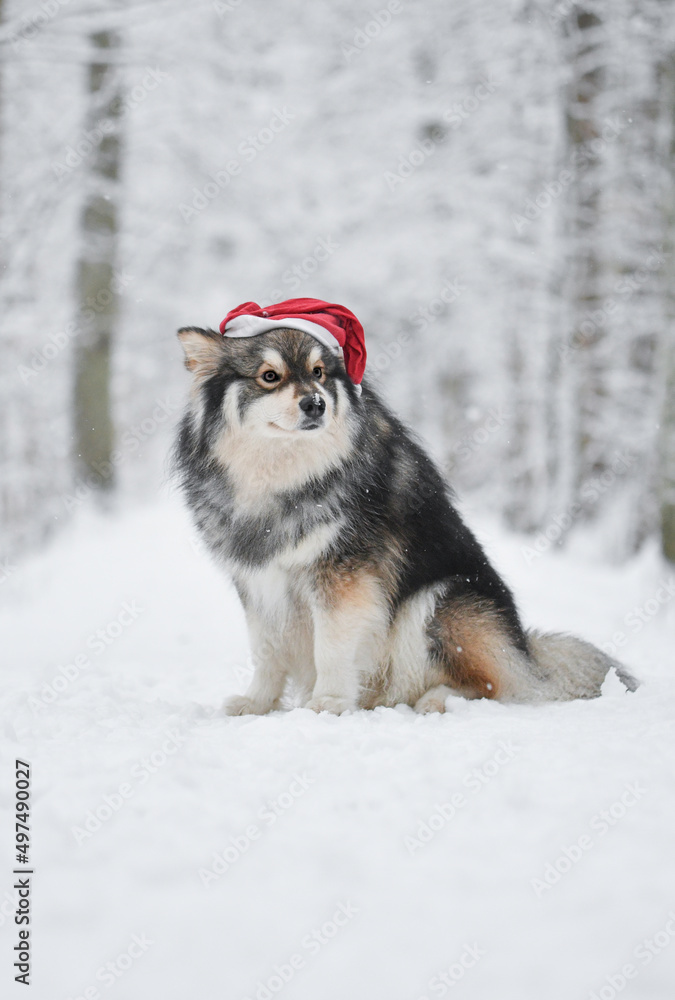 Portrait of a Finnish Lapphund dog outdoors Portrait of a Finnish Lapphund dog outdoors