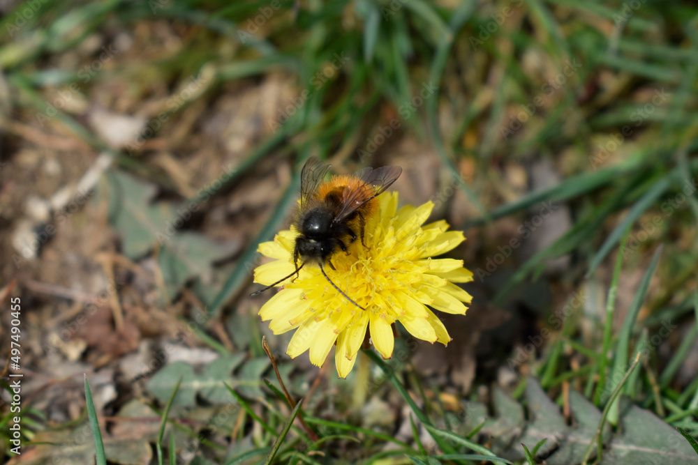 Honey bee on a yellow common dandelion flower. Honey bee on a yellow common dandelion flower.