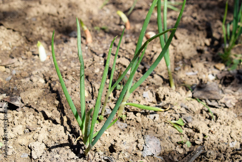 Fresh green onions grow in the ground. Onion planted in a row.