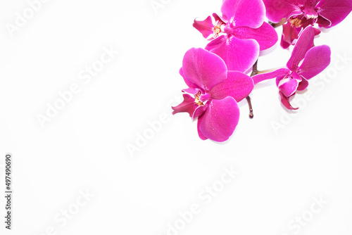 Branch of purple orchid on a white background.