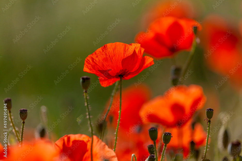 Obraz premium Klatschmohn