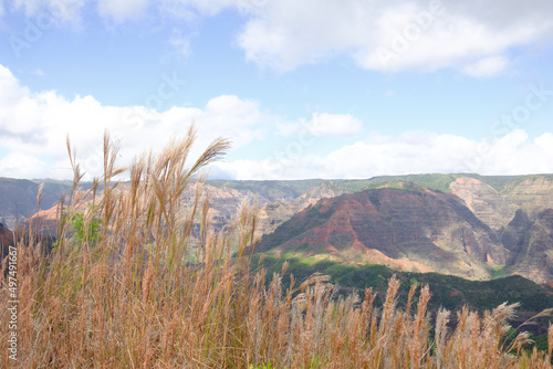 Straw grass in front of a canyon backdrop