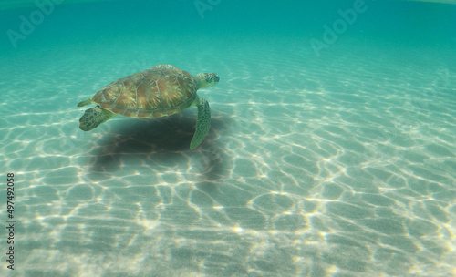 sea ​​turtle in its habitat on a caribbean island, Curacao