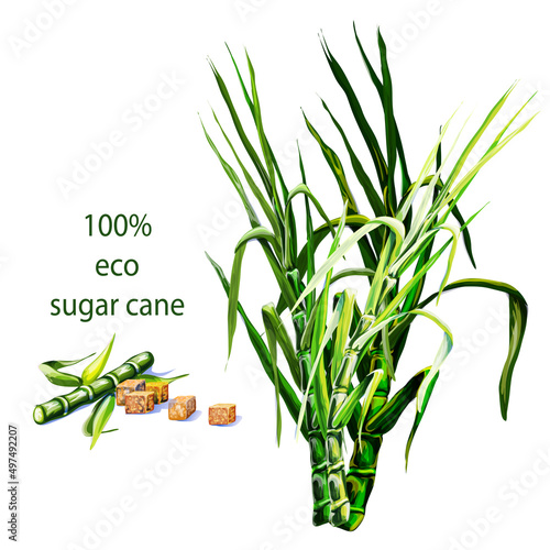 sugar cane, plant, refined, colored hand drawing 

green branches of sugar cane on a white background, cubes of sugar, the inscription, colored drawing hands