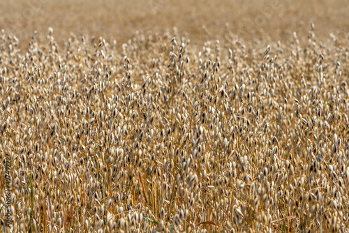 Getreidefeld mit Hafer  Avena sativa 