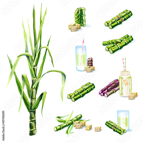sugar cane, sugar, cane drink, set of icons sugar cane, plant, drink, sugar, set of colored icons of sugar cane on a white background