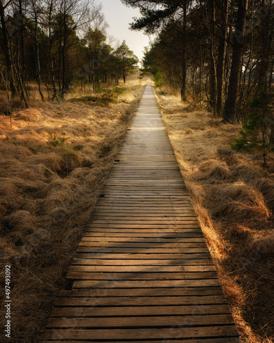 Fototapeta Straight wooden footbridge through the swamp