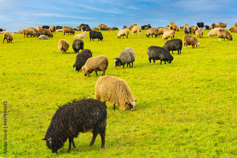 Obraz premium Sheep graze in a sunlit meadow 