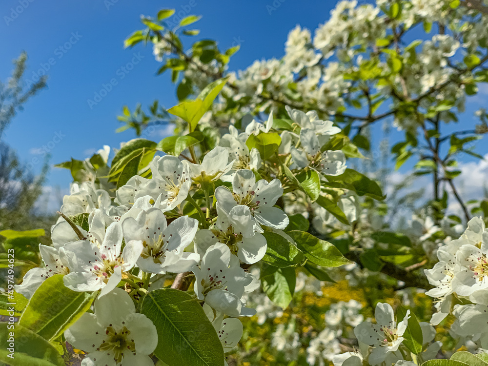 Apple blossoms close up on a sunny spring day