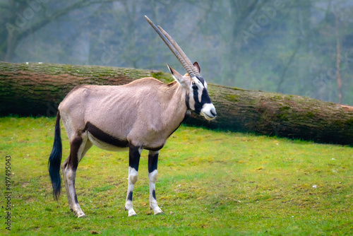 Closeup shot of the gemsbok antelope standing in the field photo