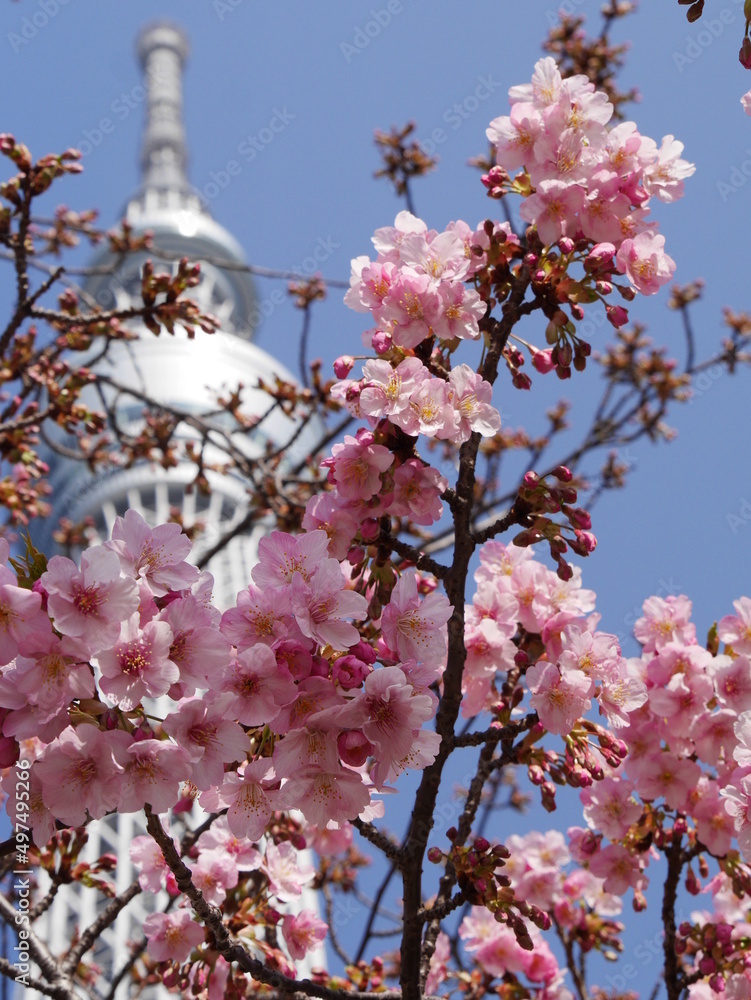 Fototapeta premium pink cherry blossom with building