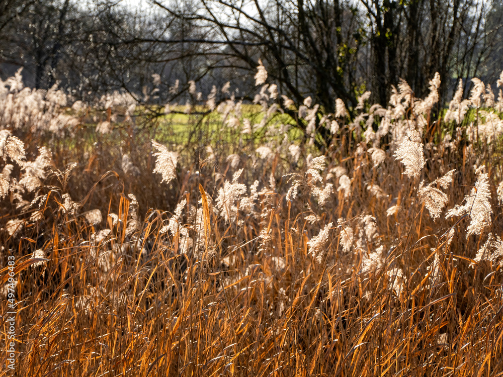 Obraz premium les roseaux