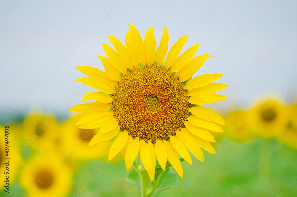 sunflower on the field