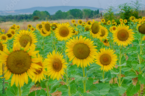 sunflower field in the summer