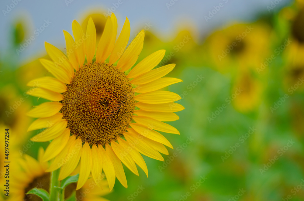 sunflower in the field