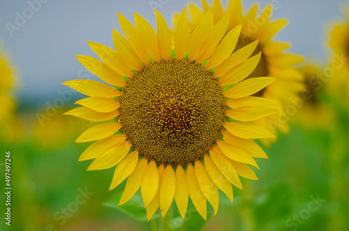 sunflower in the field