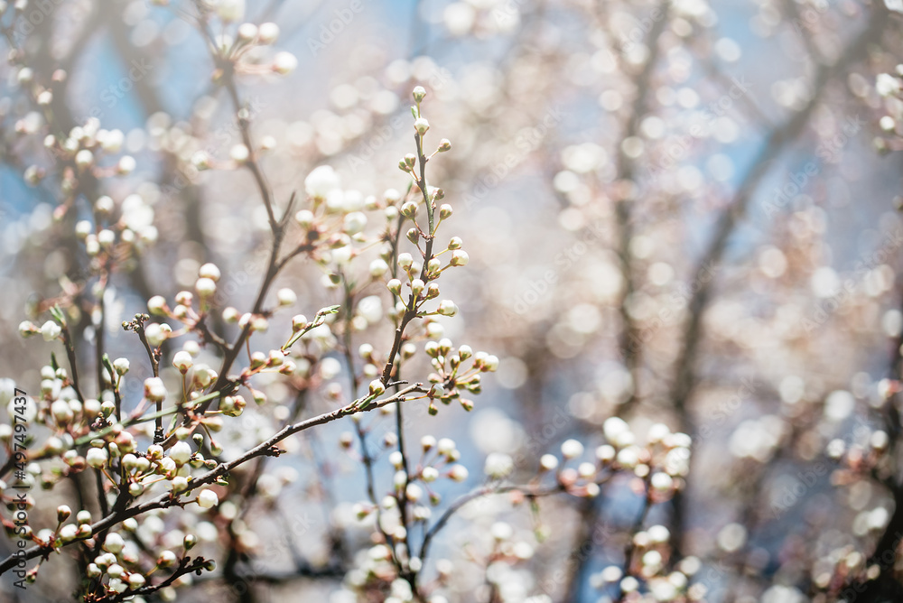 Spring background with blooming white cherry flowers. Floral abstract background of nature. Branches of blossoming cherry macro with soft focus. Easter and spring greeting cards. Springtime Spring background with blooming white cherry flowers. Floral abstract background of nature. Branches of blossoming cherry macro with soft focus. Easter and spring greeting cards. Springtime