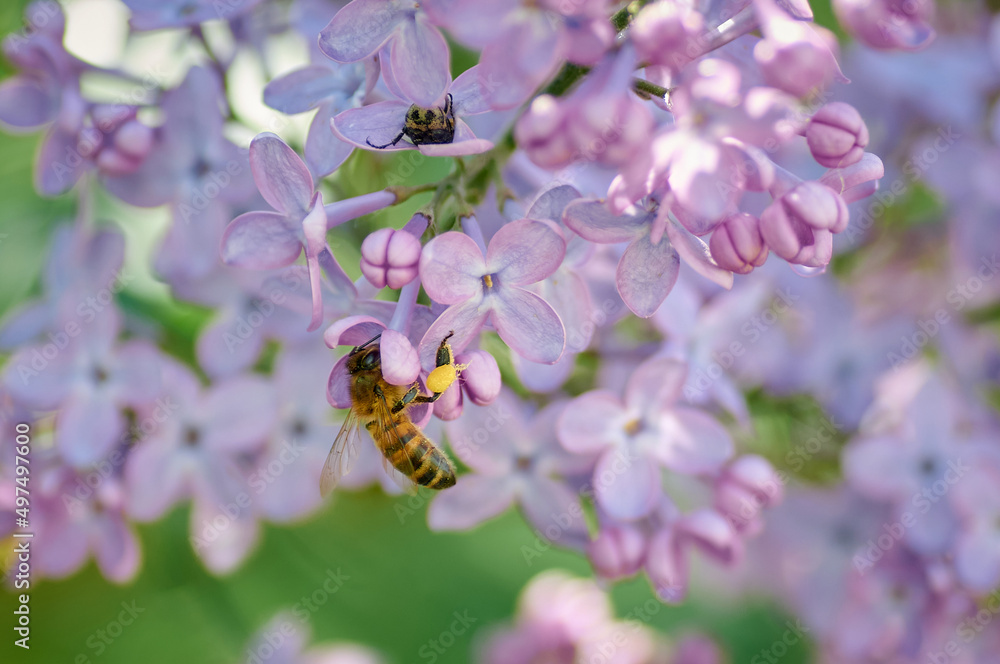 honey bee on a brench of lilac honey bee on a brench of lilac