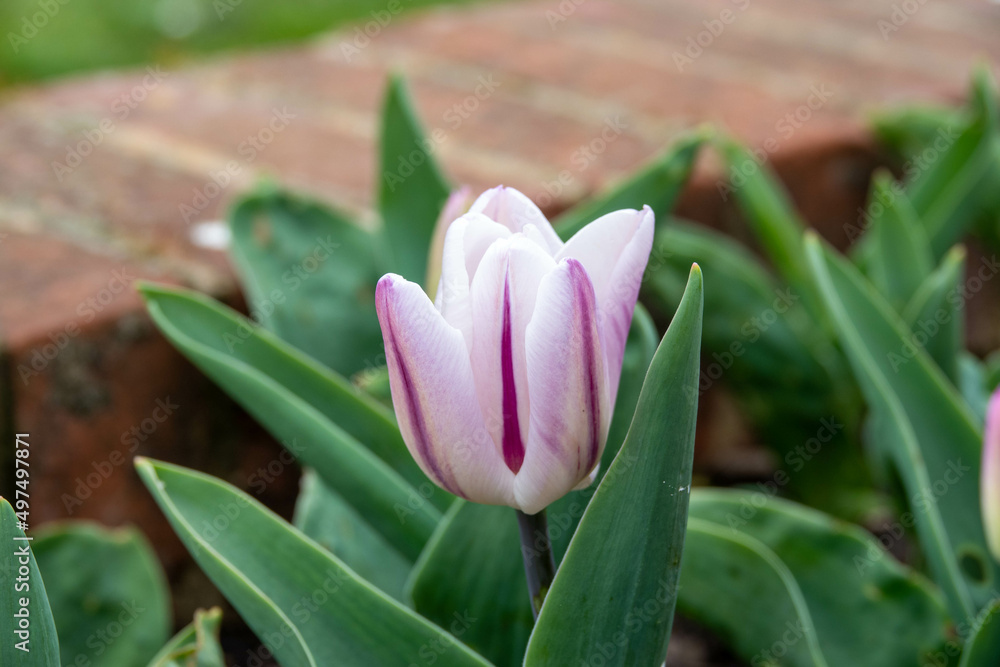 close up of a beautiful creamy white tulip with a purple stripe close up of a beautiful creamy white tulip with a purple stripe