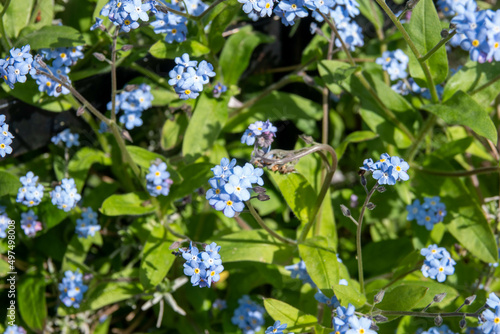 forget me nots a symbol of true love and respect