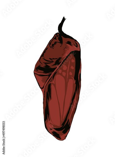 chrysalis isolated icon