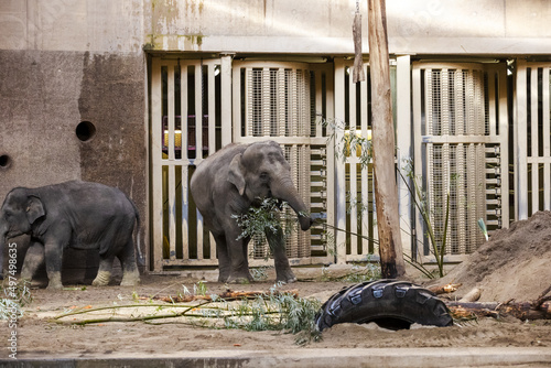 Photography View of two elephants in the zoo