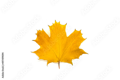 Yellow maple leaf on a white background