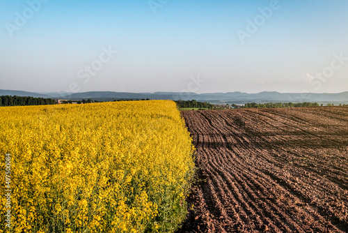 Valokuvatapetti blooming yellow rape field