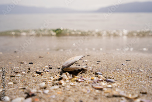 Green leaf on the stone on a beach sand. High quality photo