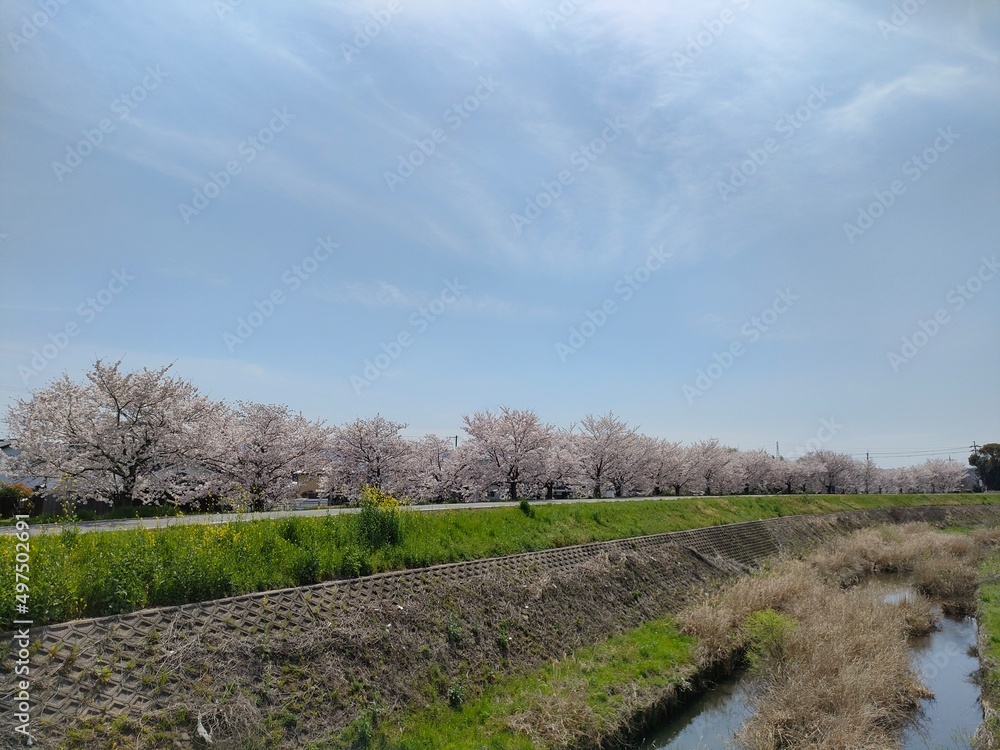 Fototapeta premium 土手の桜並木