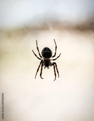 silhouette of live predatory spider