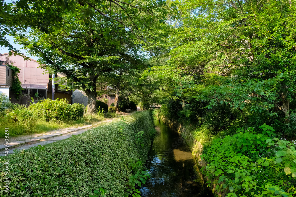 京都市左京区 新緑の哲学の道