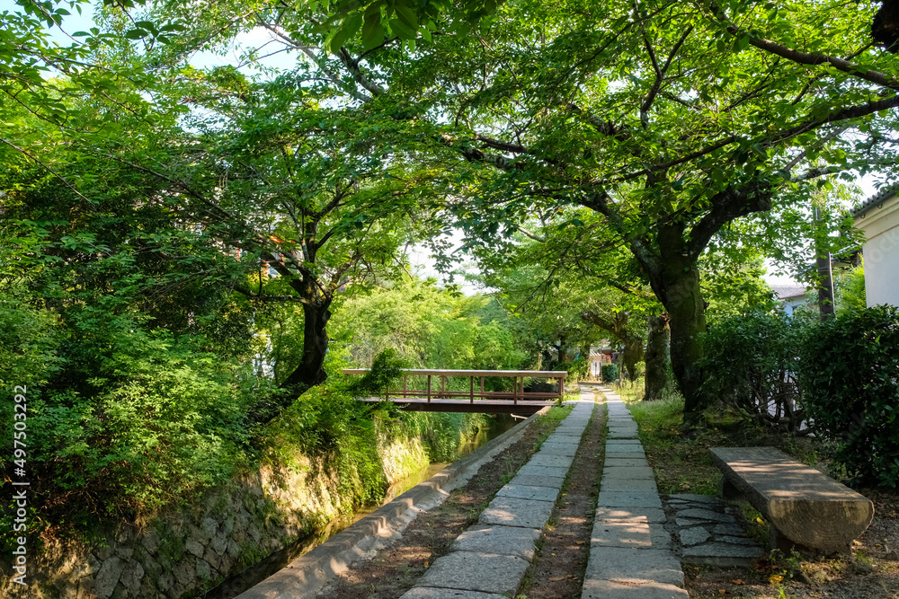 Obraz premium 京都市左京区 新緑の哲学の道