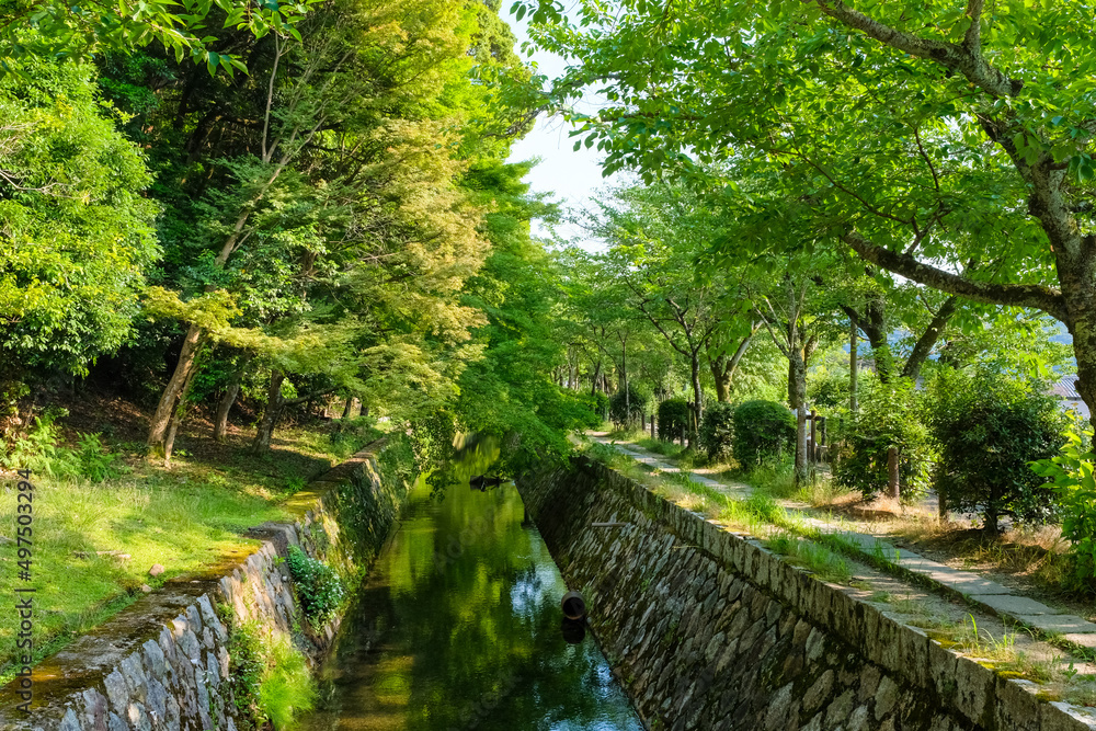Obraz premium 京都市左京区 新緑の哲学の道