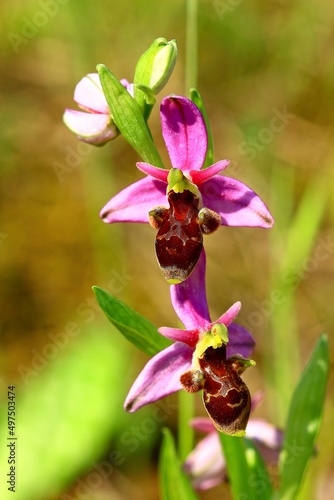 orchidée ophrys bécasse alpilles  france provence