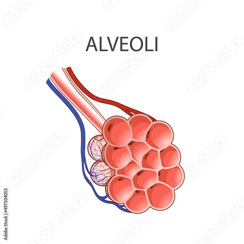 Alveoli anatomy. Human Respiratory System. Lungs. Hand drown vector line illustration