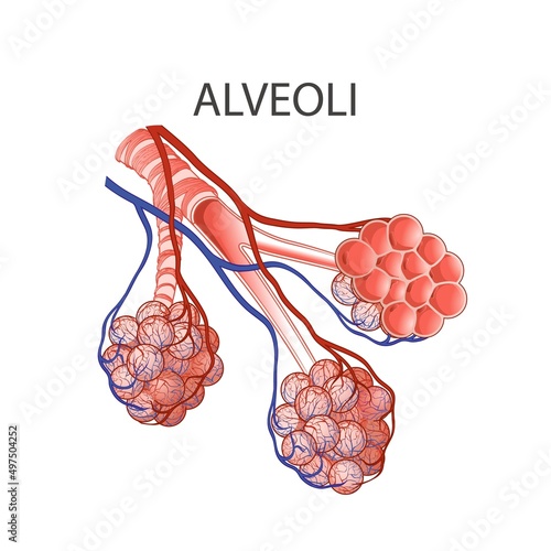 Alveoli anatomy. Human Respiratory System. Lungs. Hand drown vector line illustration