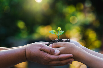 two hand holding small tree for planting. concept earth day