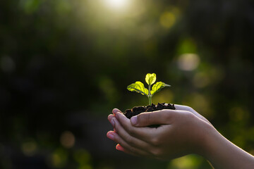 close up hand holding small tree for planting. concept earth day