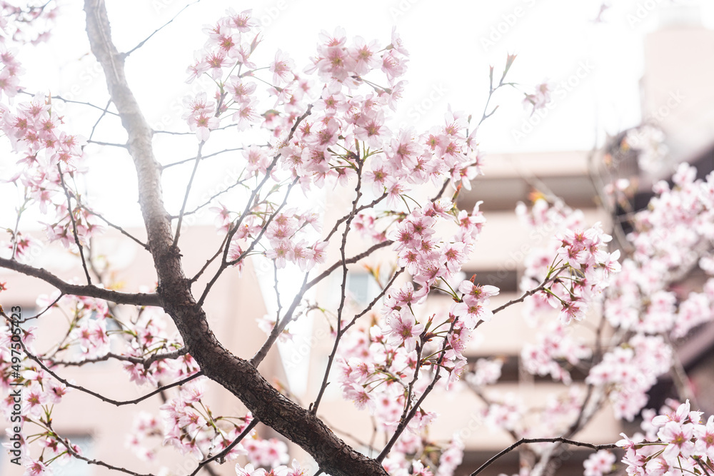 桜