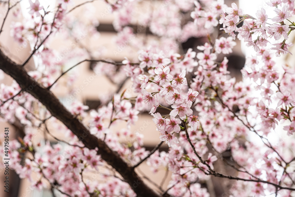 桜