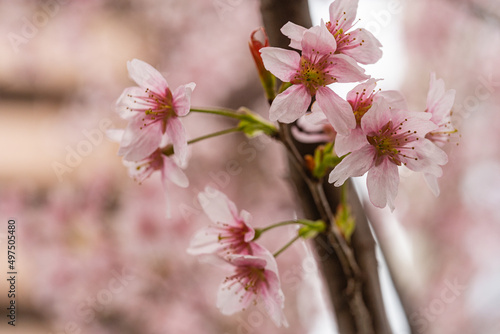 桜