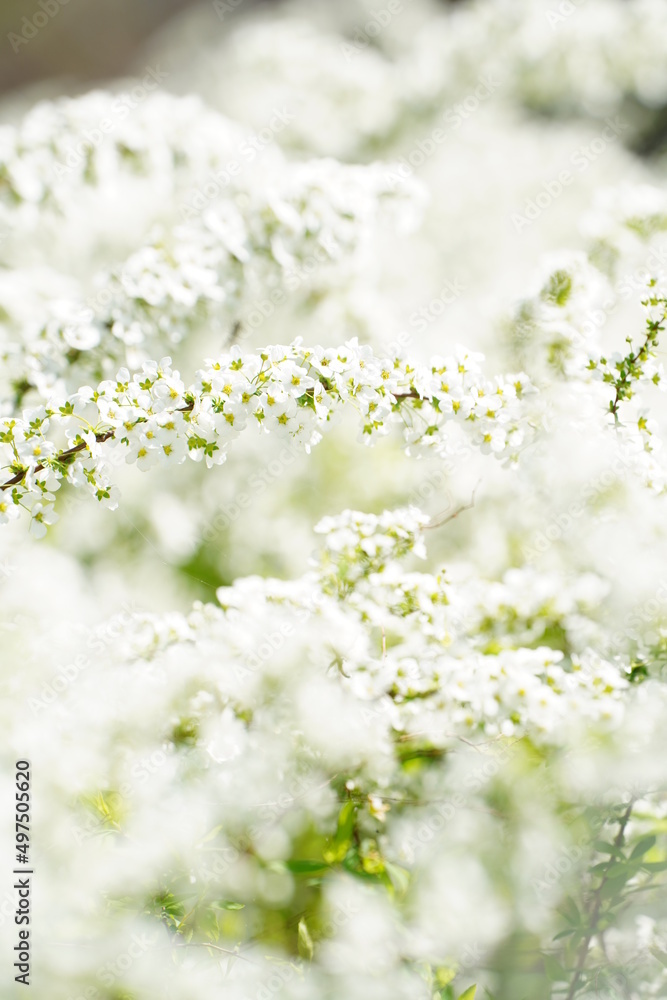 雪柳　ユキヤナギ