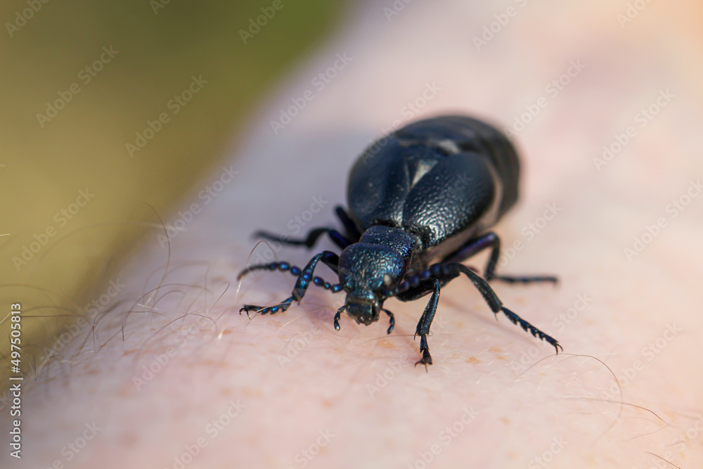 Portrait eines Schwarz Blauen Ölkäfer. Diese Käfer sind giftig und sondern eine giftige gelbe Substanz ab.
Portrait eines Schwarz Blauen Ölkäfer. Diese Käfer sind giftig und sondern eine giftige gelbe Substanz ab.