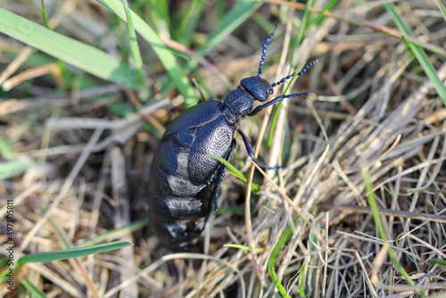 Portrait eines Schwarz Blauen Ölkäfer. Diese Käfer sind giftig und sondern eine giftige gelbe Substanz ab. 