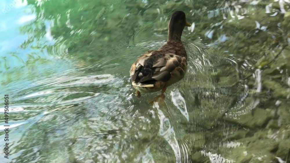 close up of duck swimming in the Plitvice Lakes National Park of Croatia. Natural park with lakes and waterfalls in Lika region. UNESCO World Heritage site. close up of duck swimming in the Plitvice Lakes National Park of Croatia. Natural park with lakes and waterfalls in Lika region. UNESCO World Heritage site.