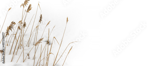 Dry golden grass on a winter white background with shiny frost crystals.