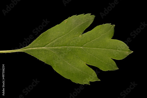 Common Hawthorn (Crataegus monogyna). Leaf Closeup