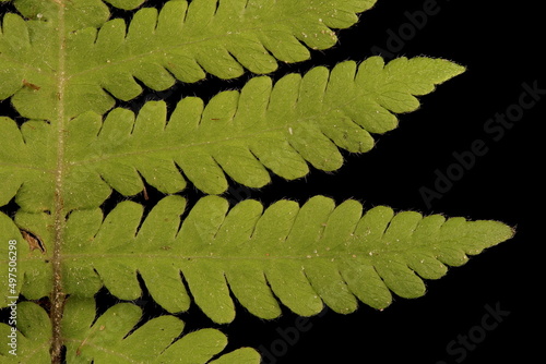 Long Beech Fern (Phegopteris connectilis). Rachis and Pinnae Closeup photo